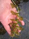 Potamogeton perfoliatus