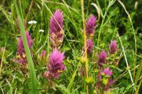 Melampyrum arvense