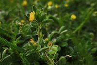 Medicago minima