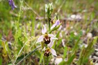 Ophrys apifera