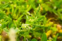 Torilis nodosa