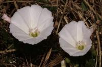 Convolvulus arvensis