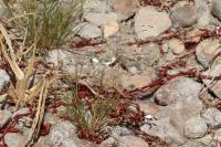 Eragrostis pectinacea