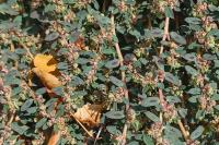 Euphorbia maculata