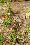 Papaver dubium