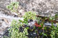 Polycarpon tetraphyllum
