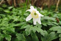 Anemone nemorosa