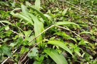 Allium ursinum