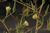 Lactuca serriola
