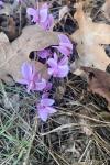 Cyclamen hederifolium