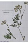 Thysselinum palustre