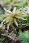 Climacium dendroides