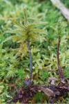 Climacium dendroides