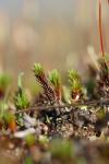 Polytrichum juniperinum