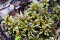 Climacium dendroides