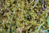 Rhytidiadelphus squarrosus