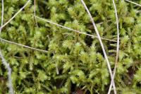 Hylocomiadelphus triquetrus