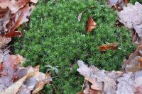 Polytrichum formosum