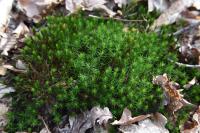 Polytrichum formosum