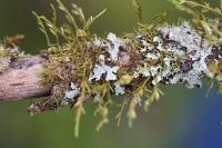 Cryphaea heteromalla