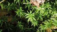 Sphagnum
