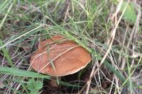 Imleria badia
