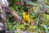Calocera viscosa