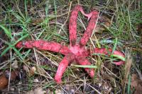 Clathrus archeri