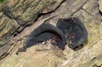 Auricularia auricula-judae
