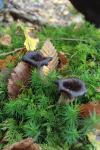 Craterellus cornucopioides