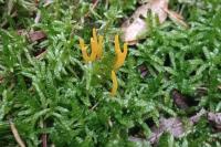 Calocera viscosa
