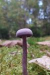 Laccaria amethystina