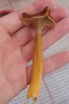 Craterellus tubaeformis