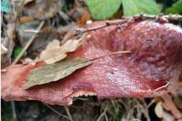 Fistulina hepatica