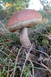 Leccinum versipelle