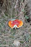 Amanita muscaria