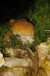 Boletus edulis