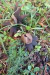 Geastrum