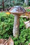 Leccinum scabrum