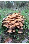 Armillaria mellea