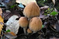 Coprinellus