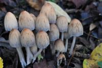 Coprinellus