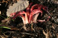 Clathrus archeri