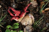 Clathrus archeri