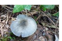 Volvariella caesiotincta
