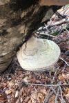 Fomes fomentarius