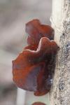 Auricularia auricula-judae