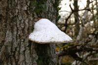 Fomes fomentarius