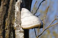Fomes fomentarius