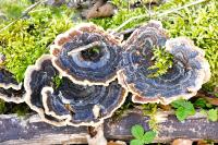 Trametes versicolor